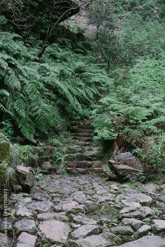 Stairs into the woods in Madeira. Stone stairs in nature. Stairs into the woods in Madeira. Stone stairs in nature.