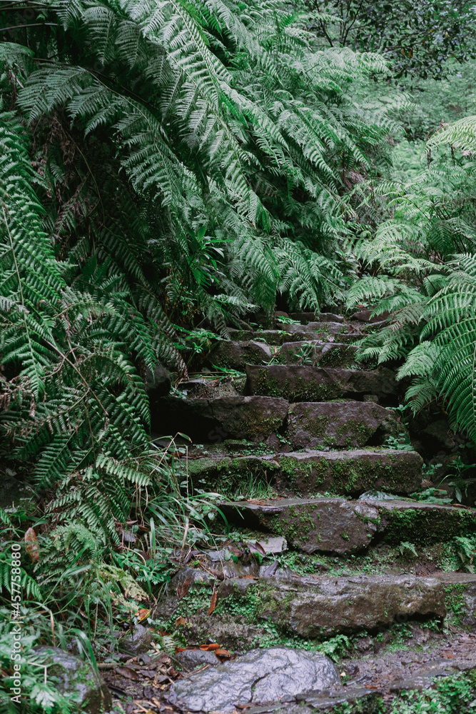 Obraz premium Stairs into the woods in Madeira. Stone stairs in nature.