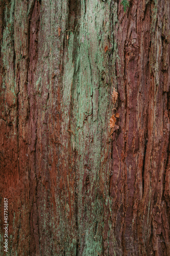 Natural texture. Wood background in the forest.