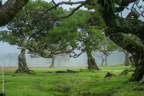 Laurel old forest from Madeira Portugal