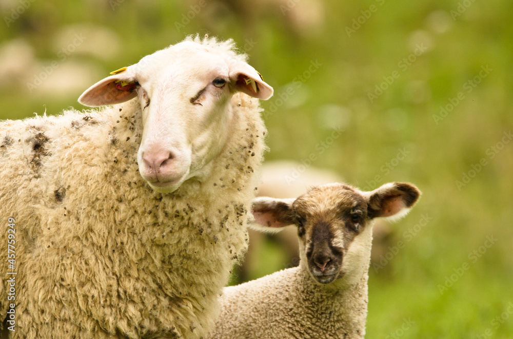 A beautiful white sheep with her lamb i A beautiful white sheep with her lamb i