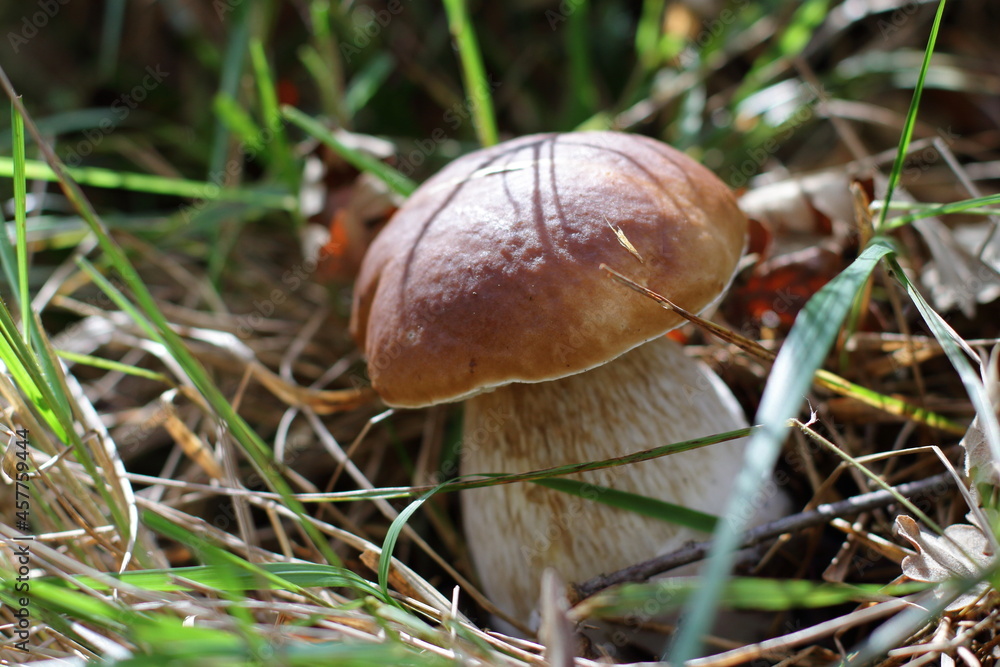 Boletus in autumn forest, natural fall harvest Boletus in autumn forest, natural fall harvest