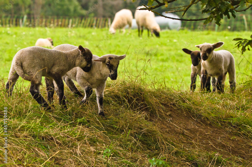 Many cute and happy lambs playing in the meadow Many cute and happy lambs playing in the meadow
