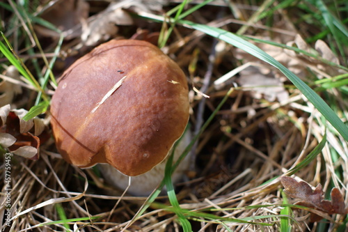 Boletus in autumn forest, natural fall harvest 