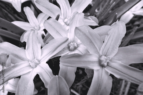 Glory of the snow - flowers