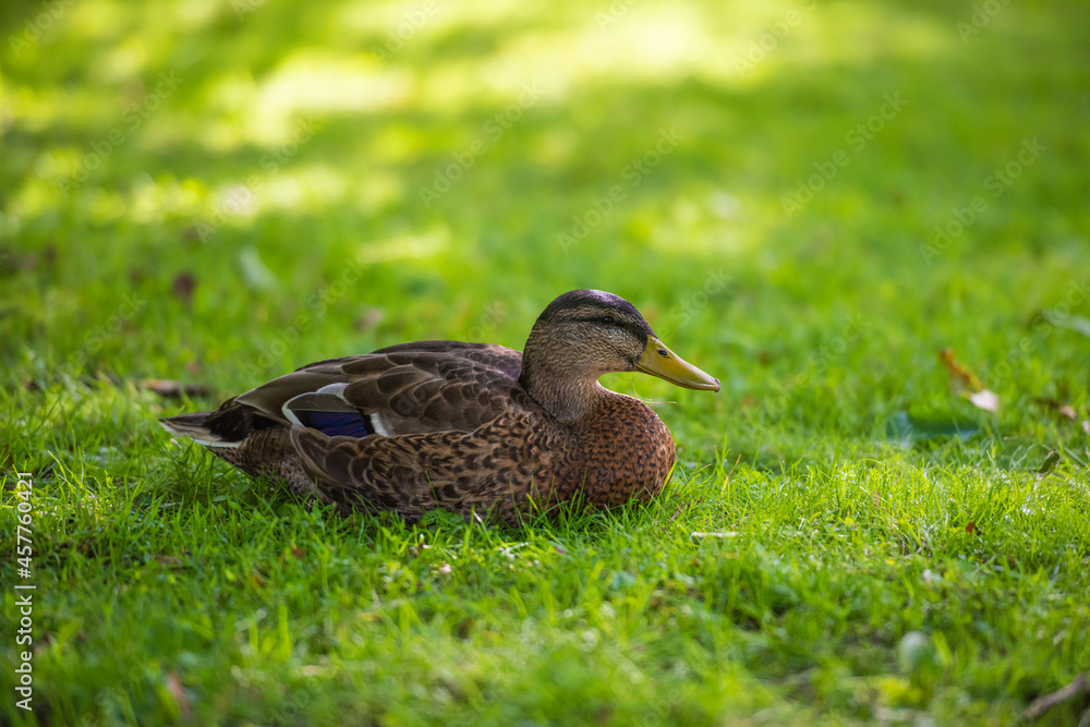 Lazy female mallard in grass. Lazy female mallard in grass.