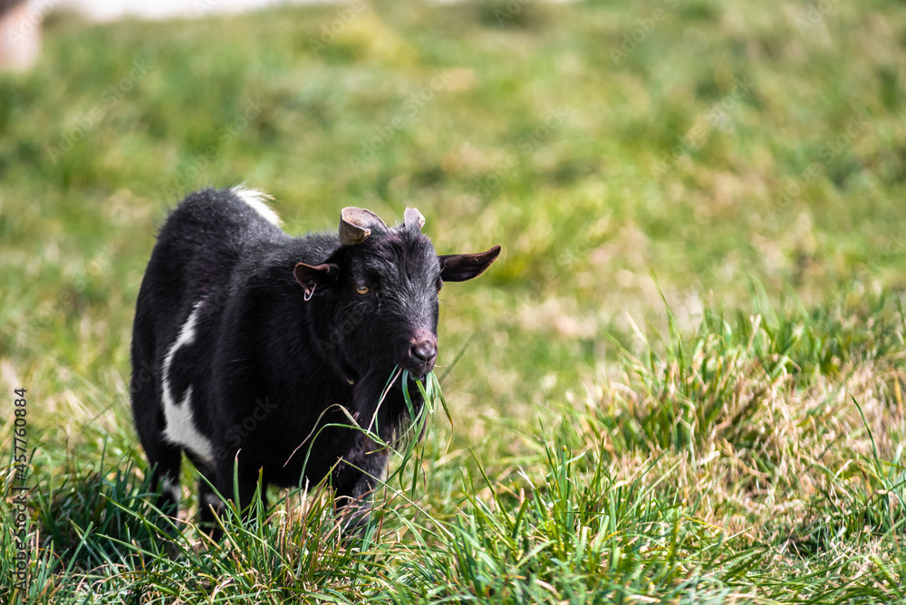 Fototapeta premium Goat on the farm