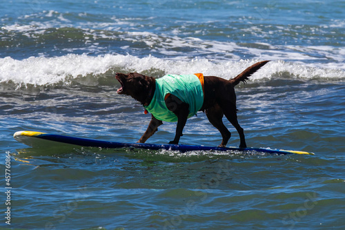 Photography Dogs play at the Del Mar dog beach