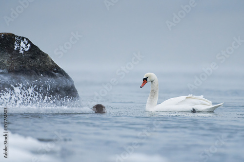 Lonely swan swimming in the ice cold water of the Baltic Sea in Helsinki  Finland few hours before freeze-up over in January 2021.