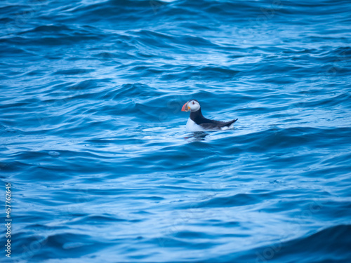 Puffin in the waves, Ramsey Island, Pembrokeshire