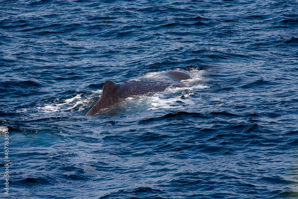 Naklejka premium Pottwal (Physeter macrocephalus)
