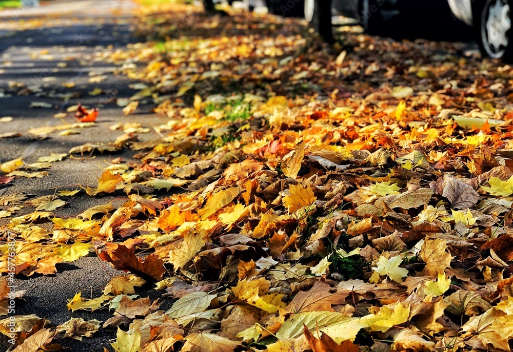 autumn leaves on the ground