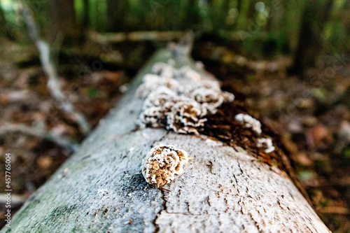 Fungus Log near Chapel Falls, Pictured Rocks National Lakeshore, Michigan September 2021