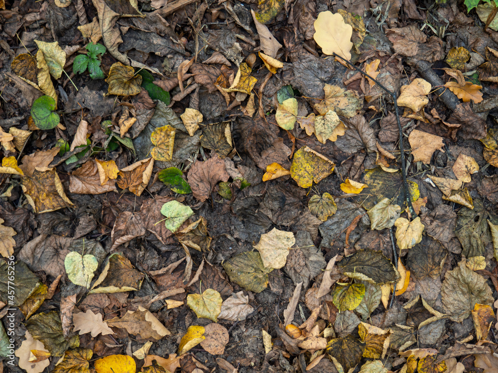 autumn multicolored leaves on the ground