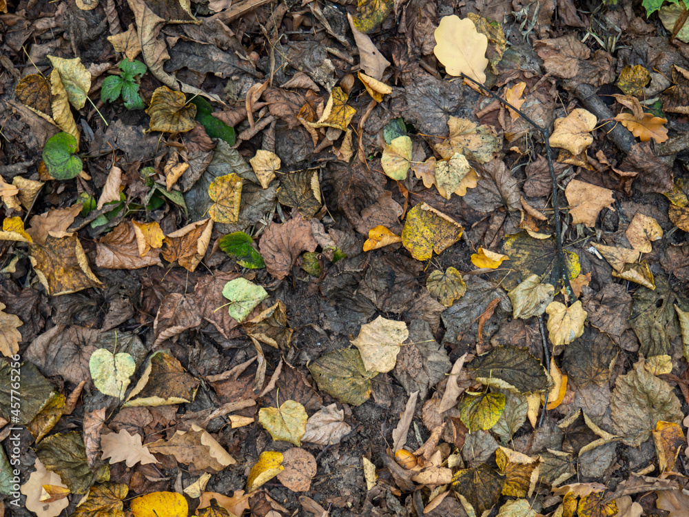 autumn multicolored leaves on the ground autumn multicolored leaves on the ground