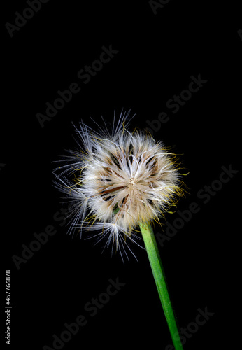 Catsear Pappus or Seed-Clock