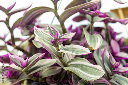 Close up on the leaves of a Tradescantia albiflora. This plant have succulent leaves, variegated pink, green and purple. This cultivar is the Tradescantia albiflora “Nanouk