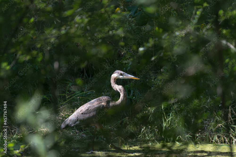 great blue heron behind the grasses and shrubs great blue heron behind the grasses and shrubs