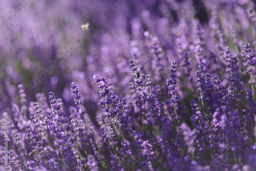 Bee flying over lavender field 