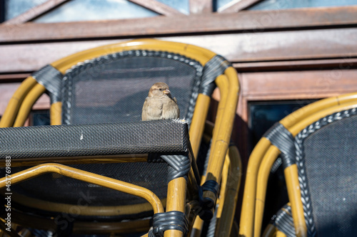 Female sparrow sitting on a chair