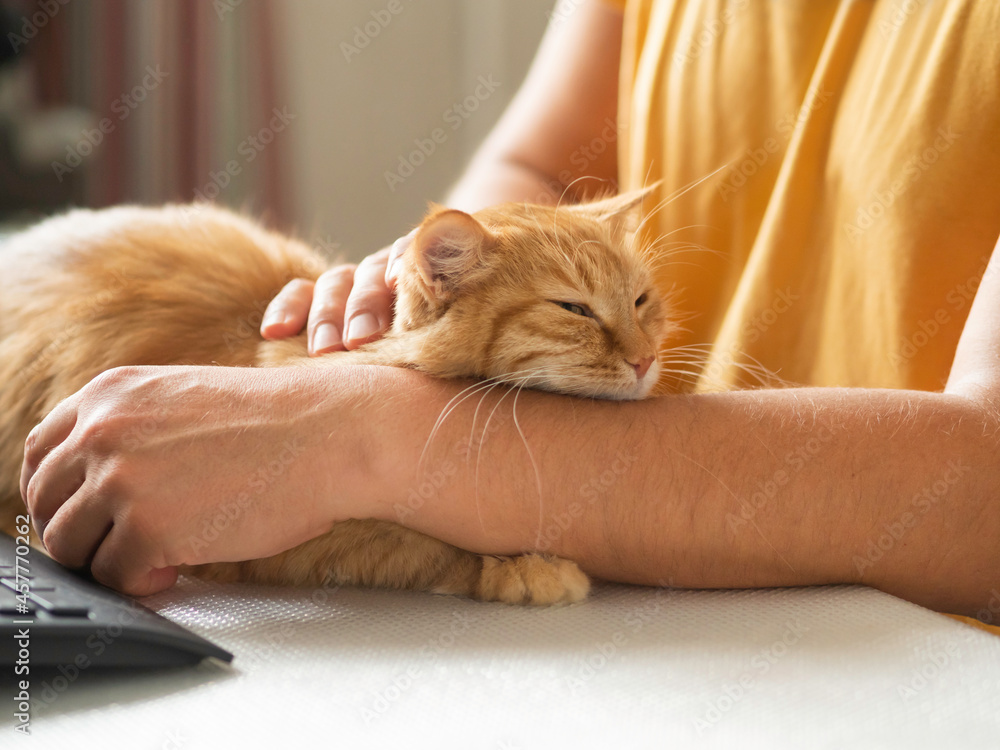 Man in yellow t-shirt strokes cute ginger cat. Sleepy fluffy pet purrs with pleasure. Domestic animal has a nap on desk in front of computer keyboard. Freelancer's workplace.