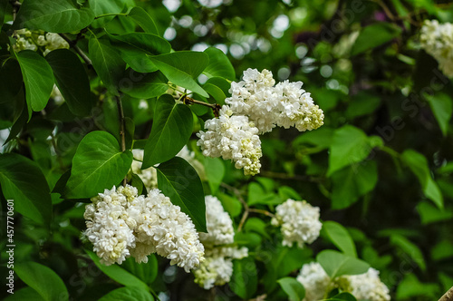 white flowers of a tree