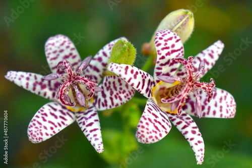 Colourful spotty delicate toad lily 