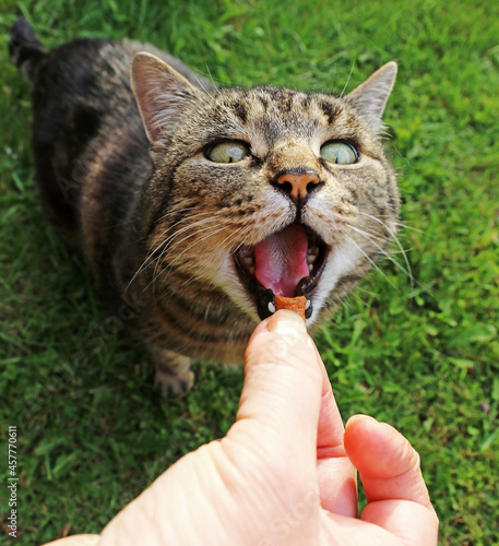 Lustiges Katzenfoto von einer kleinen Katze die mit offenem Mund auf das hingehaltene Futter wartet photo