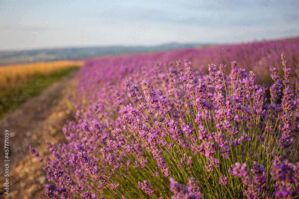 Fototapeta premium Lavender flowers in the Crimean fields.