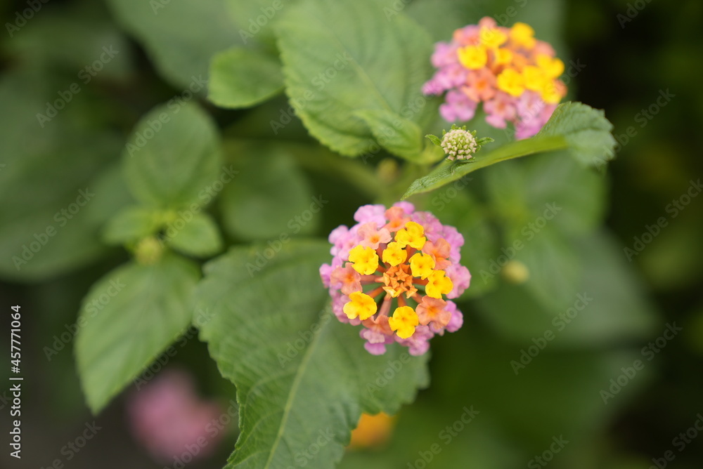 花, 自然, ピンク, 庭, 植える, 花, とぶ, サマータイム, 全盛期, 美しさ, 咲く, 紫, 植物, ばら, すごい, 葉, 葉, マクロ, ウィルト, フローラル, 美しい, 野原, 植物学, ガーデニング 花, 自然, ピンク, 庭, 植える, 花, とぶ, サマータイム, 全盛期, 美しさ, 咲く, 紫, 植物, ばら, すごい, 葉, 葉, マクロ, ウィルト, フローラル, 美しい, 野原, 植物学, ガーデニング