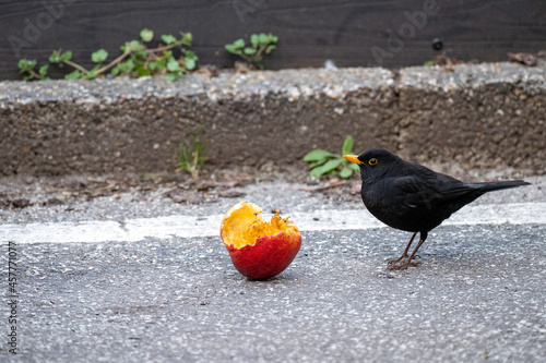 Male blackbird near an apple on the street