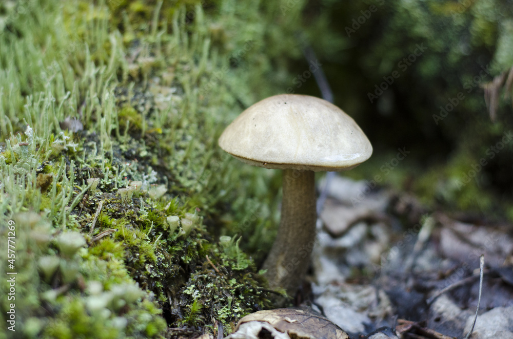 Fototapeta premium mushroom on the moss, parc régional seigneurie de la matapédia, québec, canada