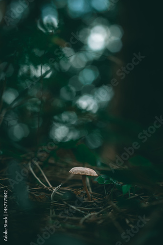 Mushrooms