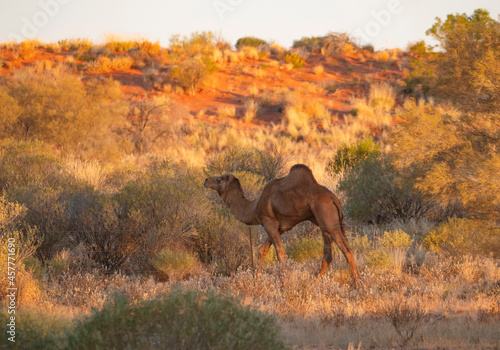 Feral Camel in outback Central Australia photo