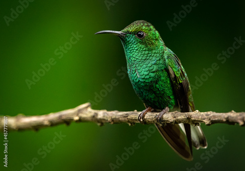 Coppery-headed emerald (Microchera cupreiceps) from Costa Rica