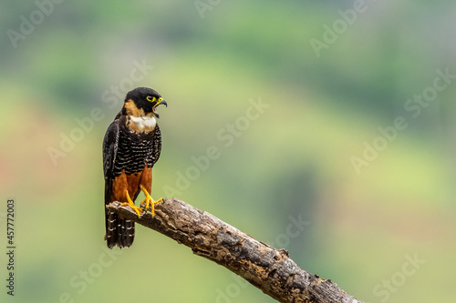 Bat falcon (Falco rufigularis), Costa Rica photo