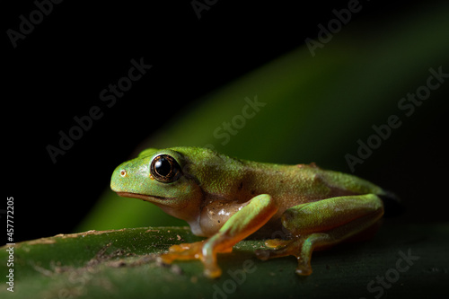 Magnificent juvenile blue-sided leaf frog (Agalychnis annae) from Costa Rica