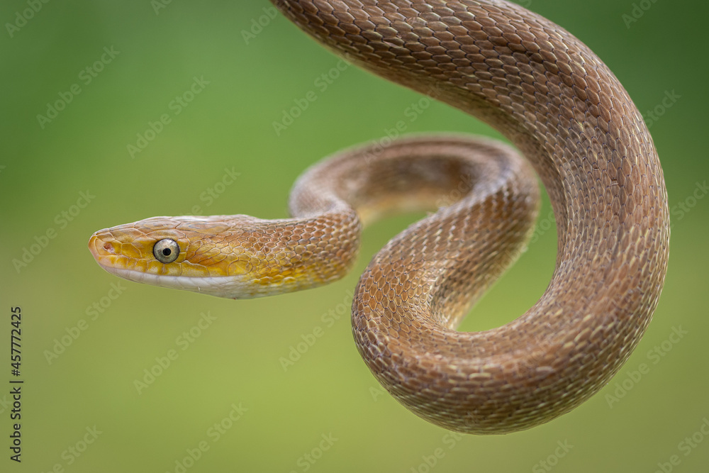 Fototapeta premium Green rat snake (Senticolis triaspis), Costa Rica