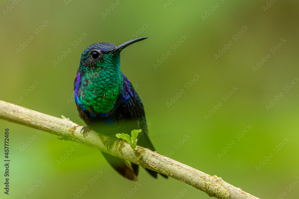 Male Violet-crowned woodnymph (Thalurania colombica) from Costa Rica Male Violet-crowned woodnymph (Thalurania colombica) from Costa Rica