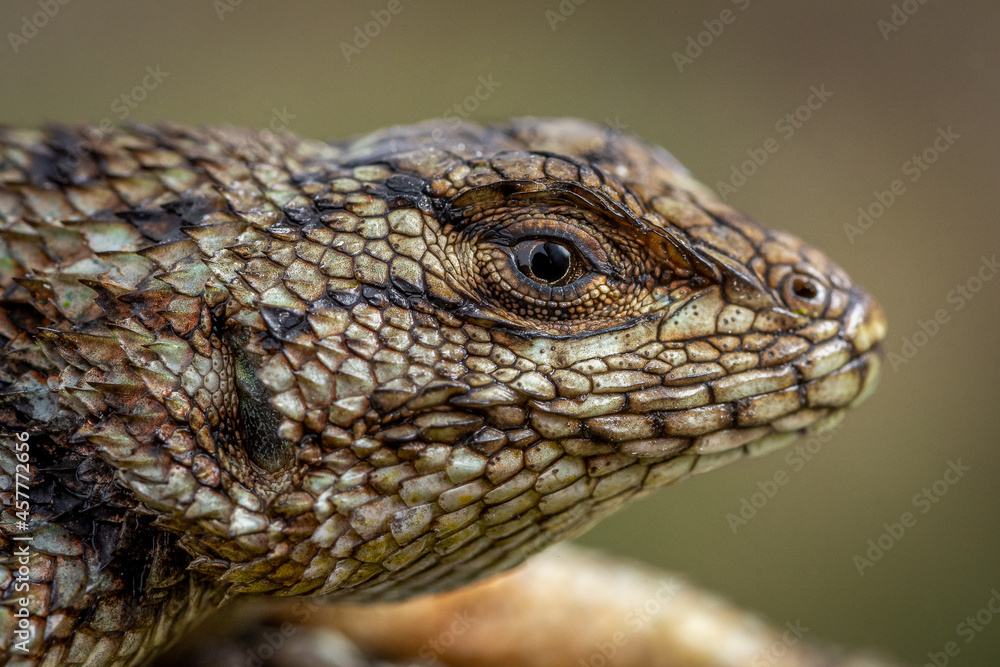 Naklejka premium Female green spiny lizard (Sceloporus malachiticus), Costa Rica