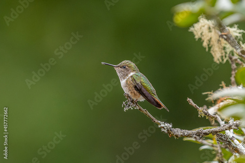 Scintillant hummingbird (Selasphorus scintilla) from Costa Rica
