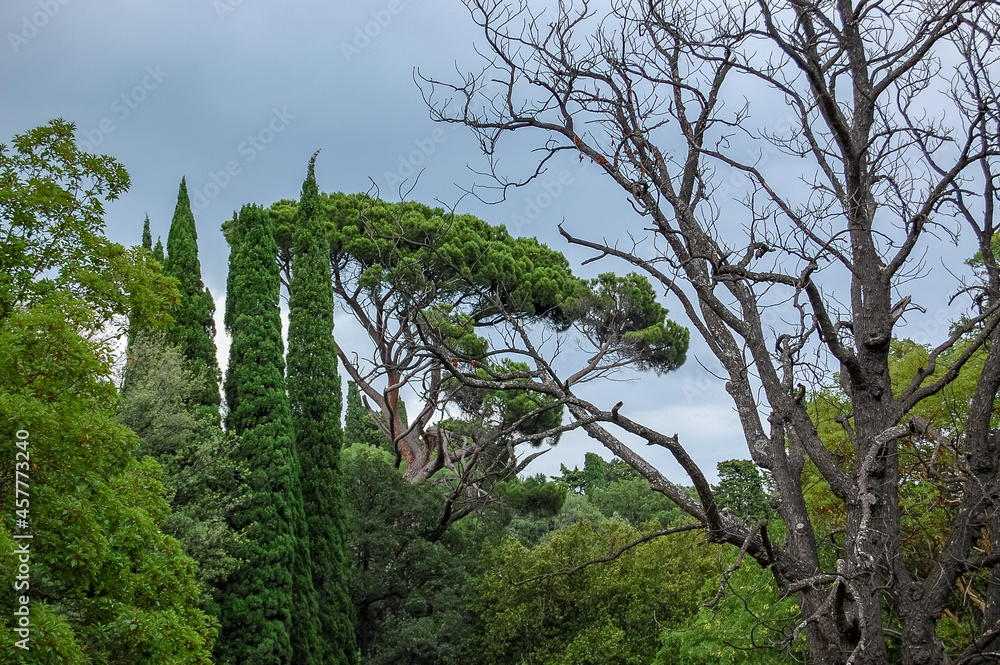 Fototapeta premium trees in the mountains