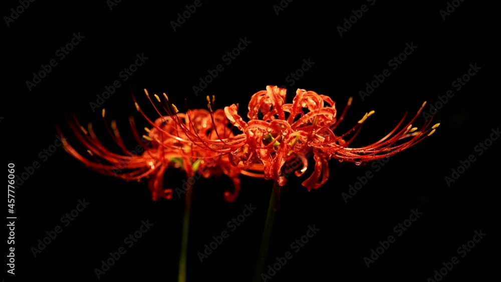 Tokyo,Japan - September 19, 2021: Closeup of Lycoris radiata or red spider lily or red magic lily or equinox flower or higanbana
Tokyo,Japan - September 19, 2021: Closeup of Lycoris radiata or red spider lily or red magic lily or equinox flower or higanbana