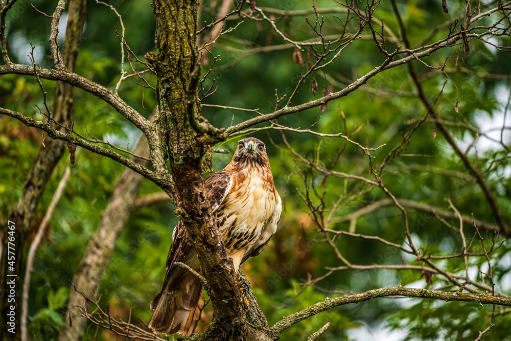 Fototapeta premium Red tailed hawk perched on branch in tree looking for prey