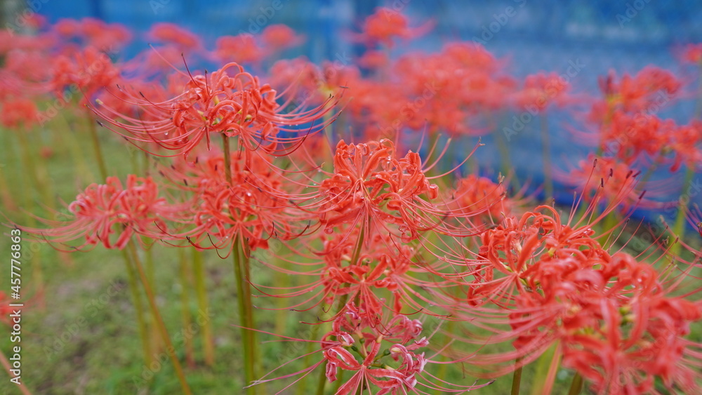 9月の連休に赤々と咲き誇る昼下がりの公園の彼岸花