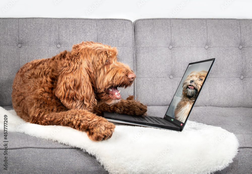 Dog talking to dog friend in video conference. Two dogs having an online  video call using