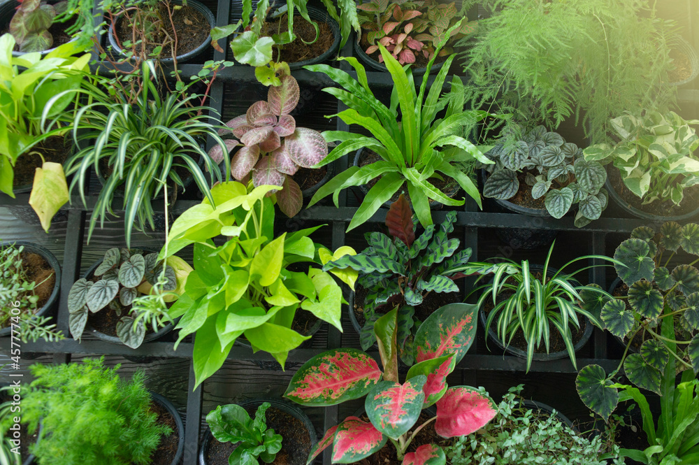 green ornamental plant fresh and beautiful are arranged in layers,light fair. green ornamental plant fresh and beautiful are arranged in layers,light fair.