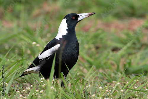 Australian Magpie