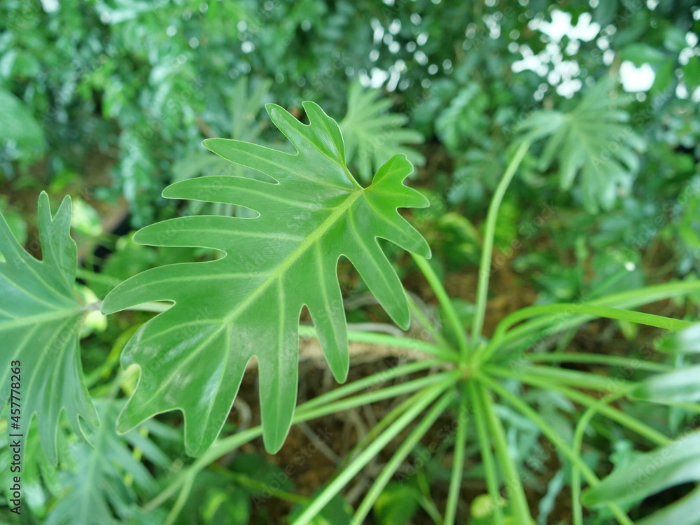 Philodendron, an indoor foliage plant, leaves of Kukkapara Philodendron, an indoor foliage plant, leaves of Kukkapara