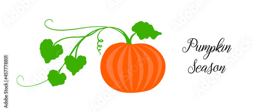 Orange pumpkin, halloween design, fall or autumn pumpkin illustration with green vine leaves and orange gourd. October harvest season vector, farm vegetable that is healthy and nutritious